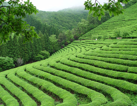 Daehan Dawon Tea Plantation2