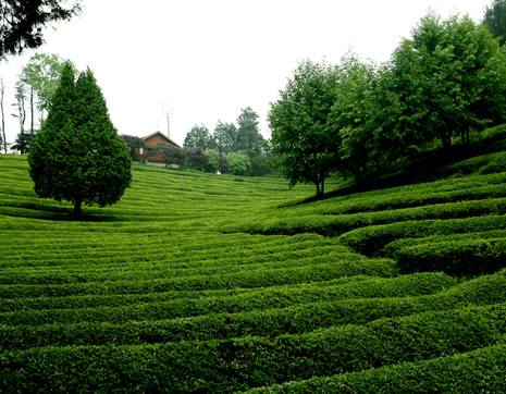 Daehan Dawon Tea Plantation3